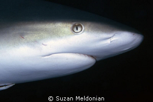 Gray reef shark close up. by Suzan Meldonian 